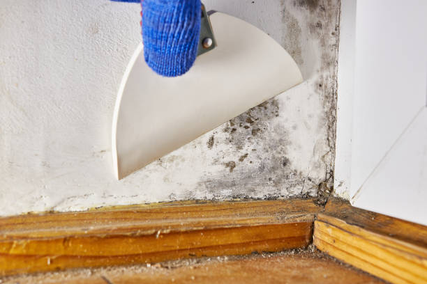 Best Post-Remediation Verification Testing  in Auburndale, FL